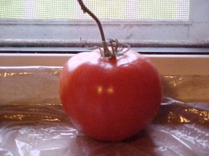 Tomato on Windowsill